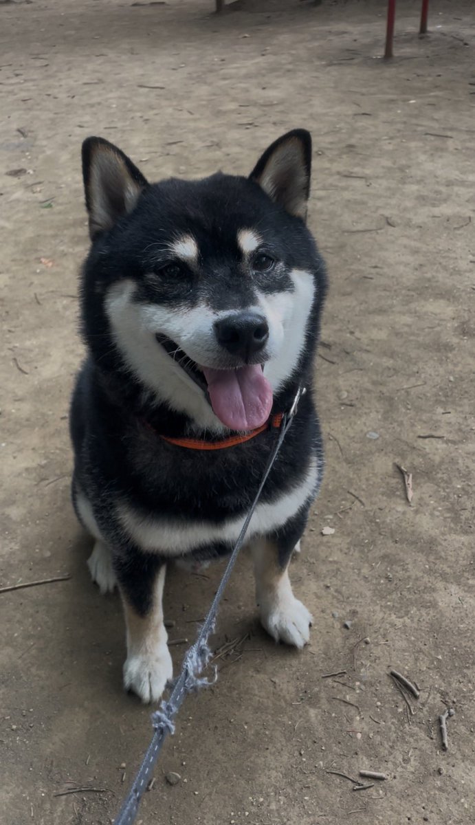 NOZUE8🦴黒柴のハチ♂ tweet media