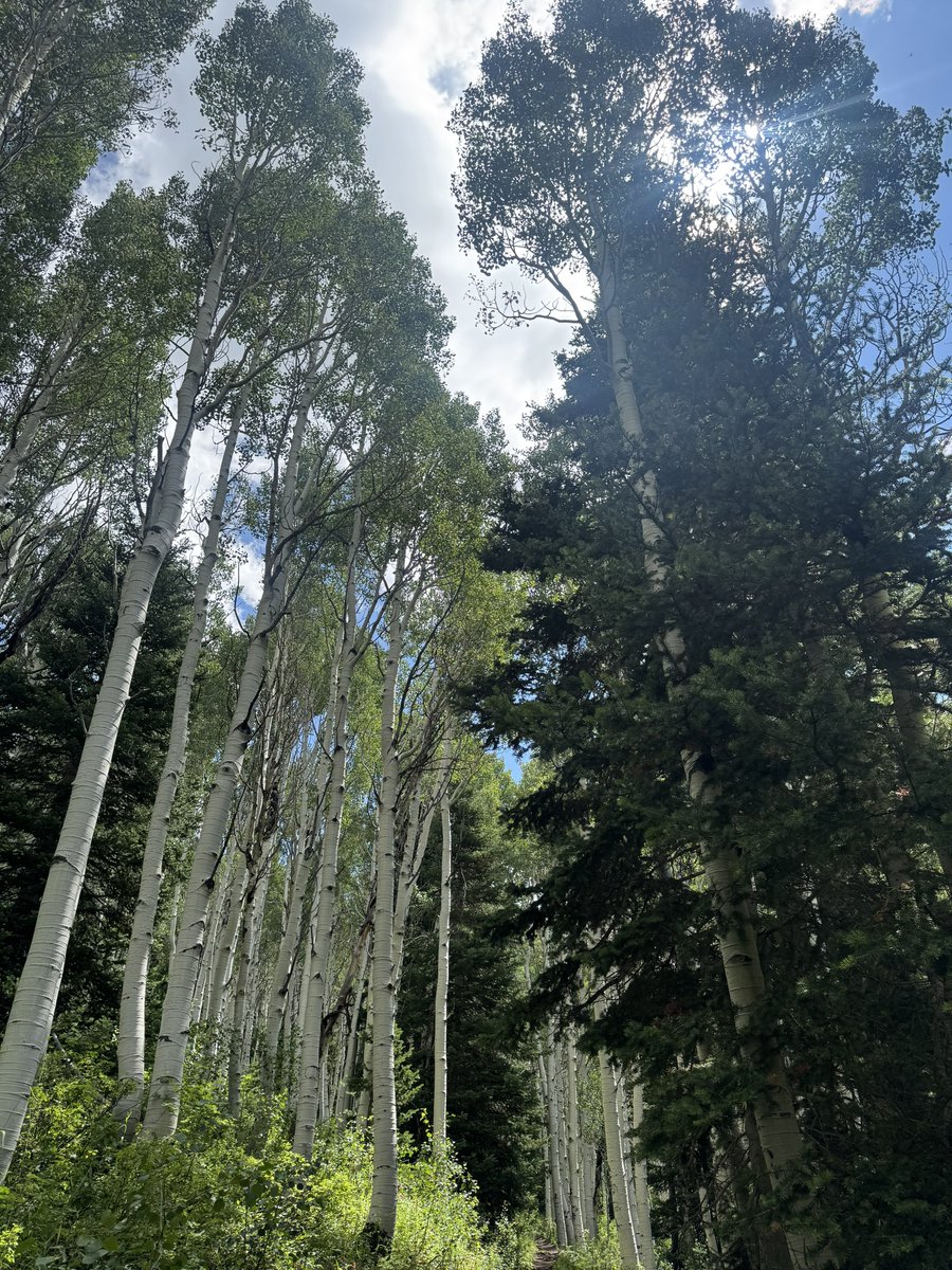luuucas1k's tweet photo. surrounded by friends 🌲 https://t.co/z6J0d6hw5G