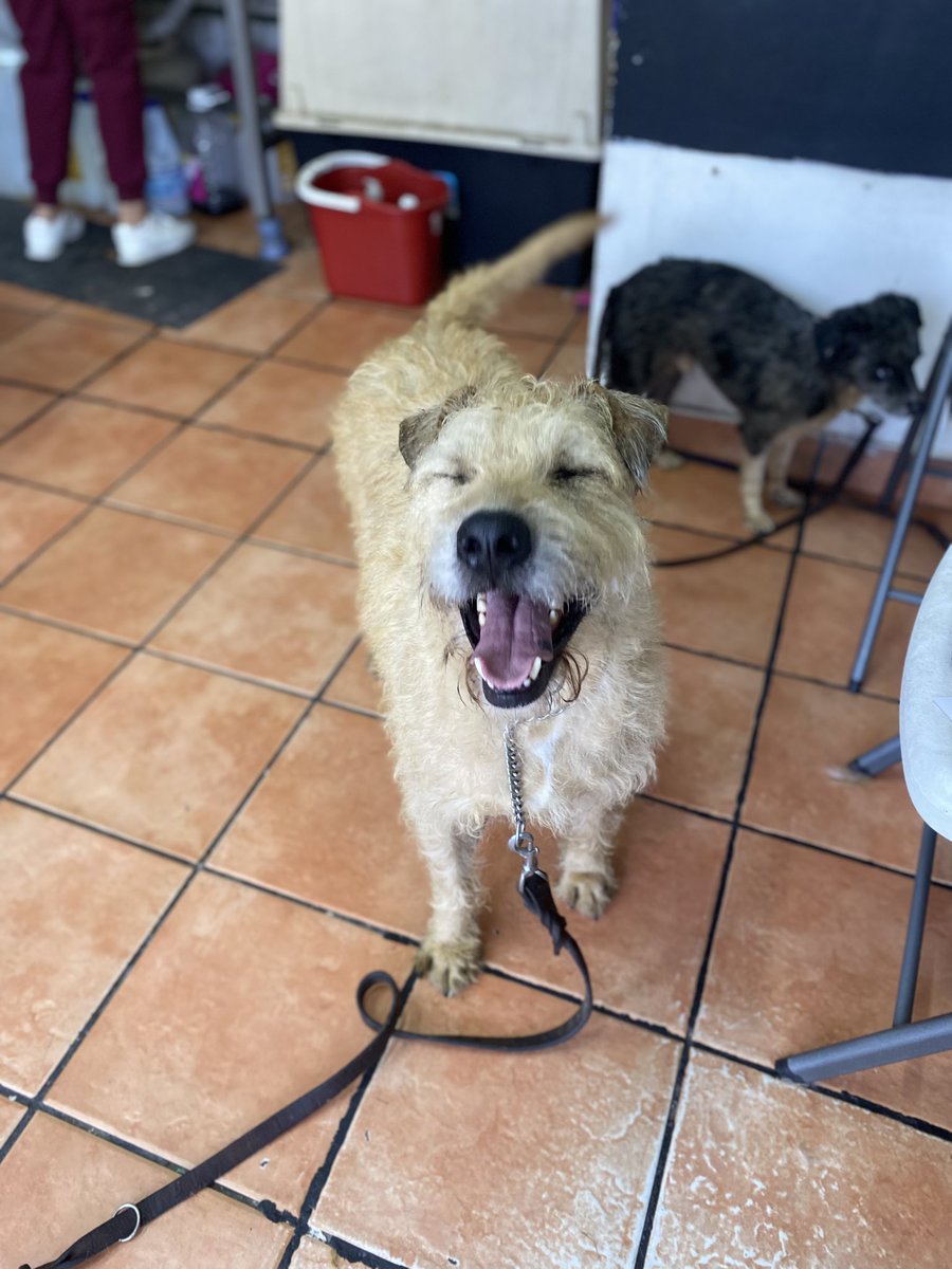 HELA_MORE's tweet photo. Si todo sale bien Capibara asistirá a la feria de adopción el domingo por si lo quieren conocer.🌸

📍Parque Hundido 
De 11 a.m a 3 p.m https://t.co/zGnpfjEpgj
