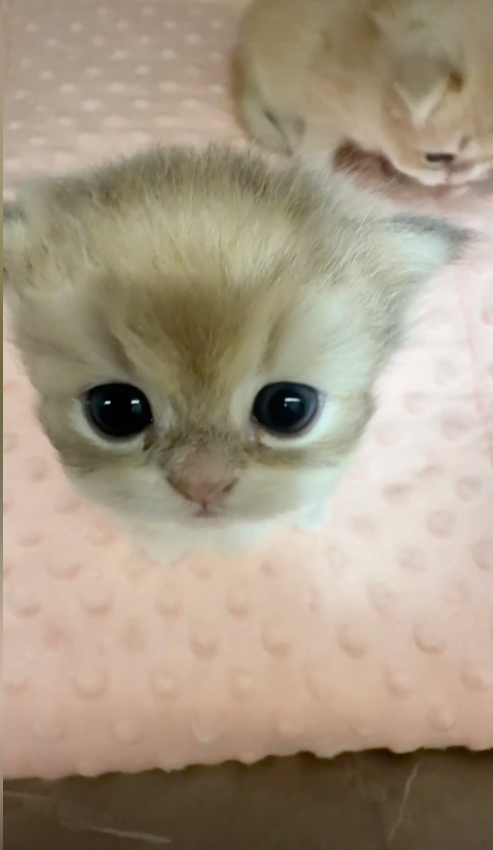 culAnimal's tweet photo. https://t.co/w0AHvhXej5