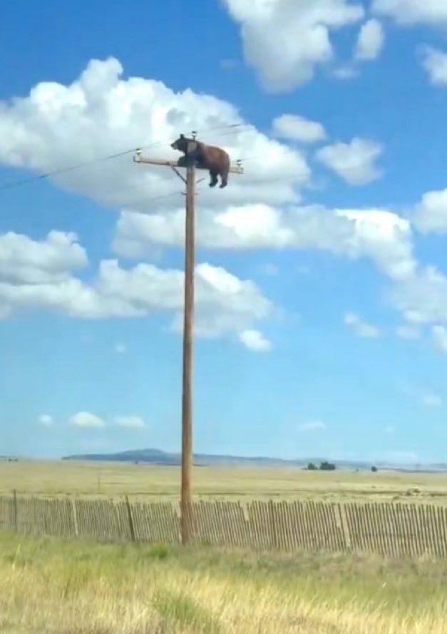 danjohnhunter's tweet photo. Somewhere a New Mexico co-op lineman is filing an outage report where the cause code just says ‘bear.’ https://t.co/x1rQRDfICU