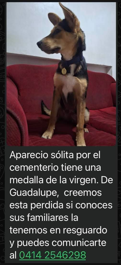 PerroUsuario's tweet photo. Se presume está EXTRAVIADA. Caracas El Cementerio. Busca a su familia humana. https://t.co/Ak0TSV7zdj