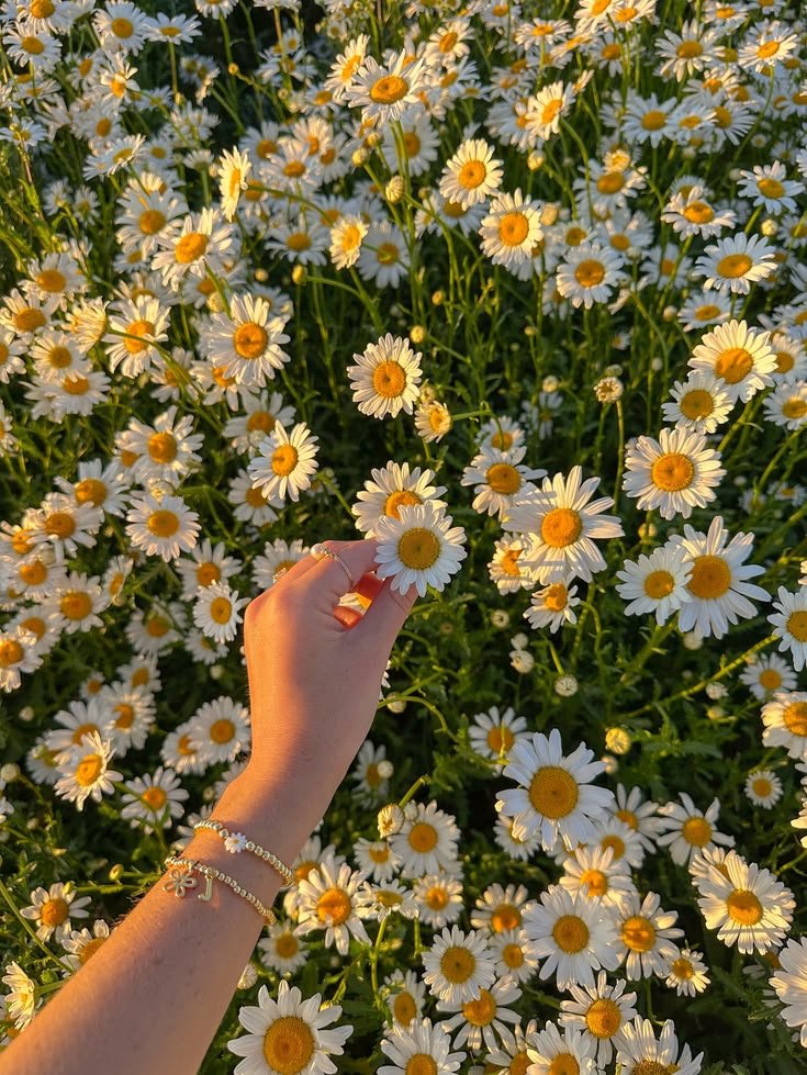 elyradream's tweet photo. daisies https://t.co/VUtBtItEQJ