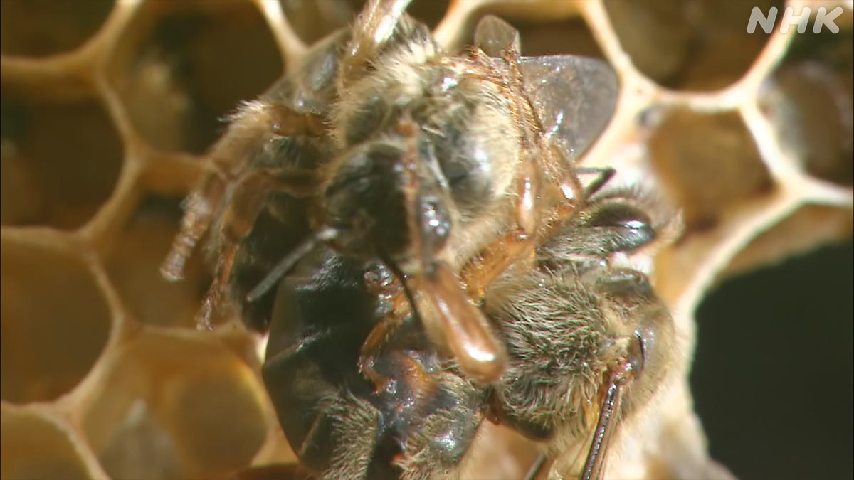 ダーウィンが来た！ (@nhk_darwin) / Posts / X