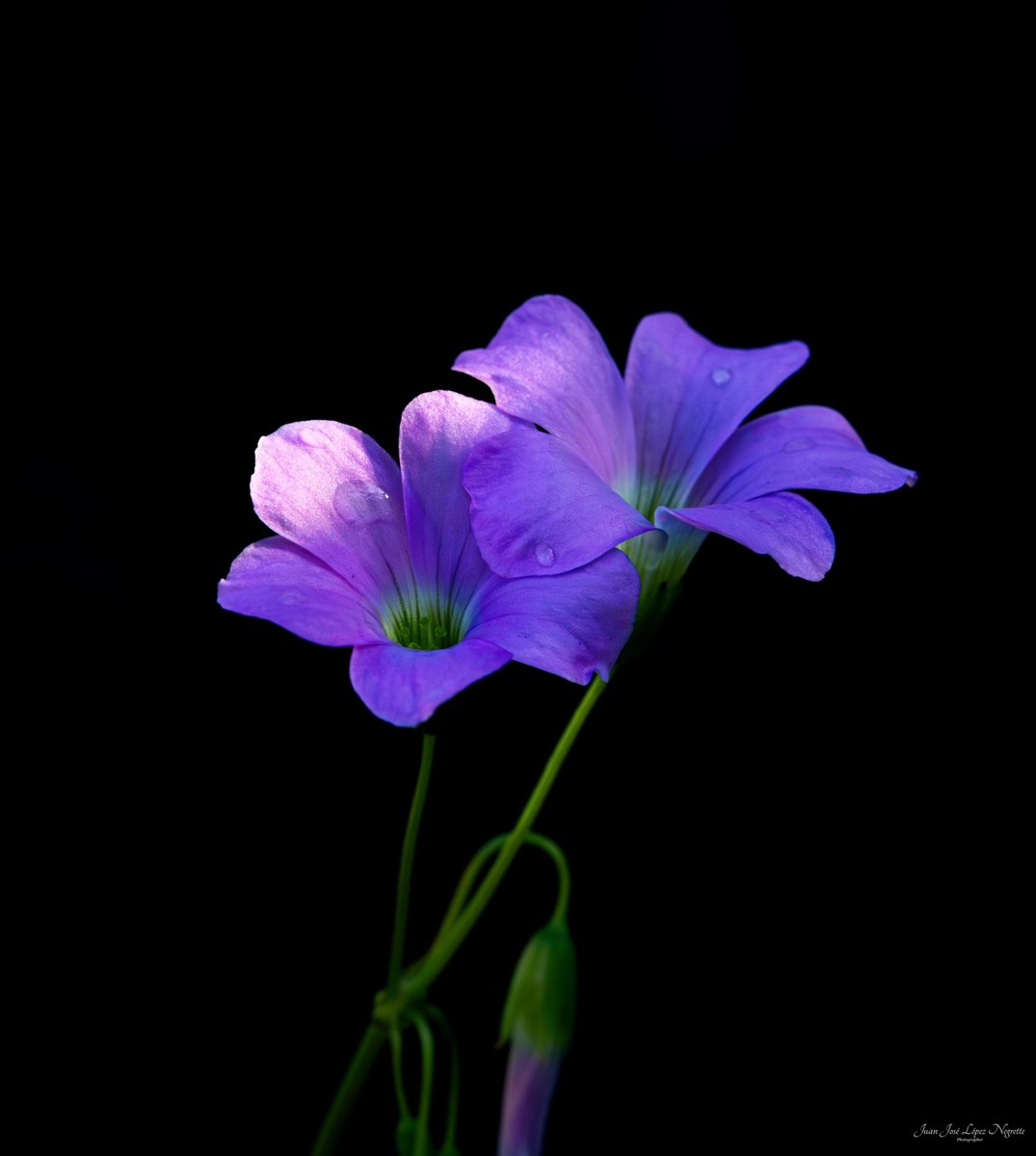JJLN0468's tweet photo. Aún en los tiempos más difíciles es posible encontrar refugio en la esperanza.
#ABIF #photo #photography #photographer #nikon https://t.co/e4SYFaqv98