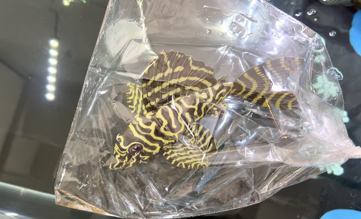 Corydoras_fiw02's tweet photo. アクアライフ７月号からお迎えした🤲🏻キンペコ(キングロイヤルペコルティア)さんを🐠水合わせして💧僅か2秒で手乗りになった🥰💕めちゃ優等生ﾆｬ(*ฅ́˘ฅ̀*)♡1人前にするキンペコさんの動画を見て👀揃えた物が✂️🥢ぶきっちょなんで🤭クラフトカッターとカッティングマットも追加して😂見事にキンペコさんの誕生🎊で〜す😸💕
#ペーパークラフト