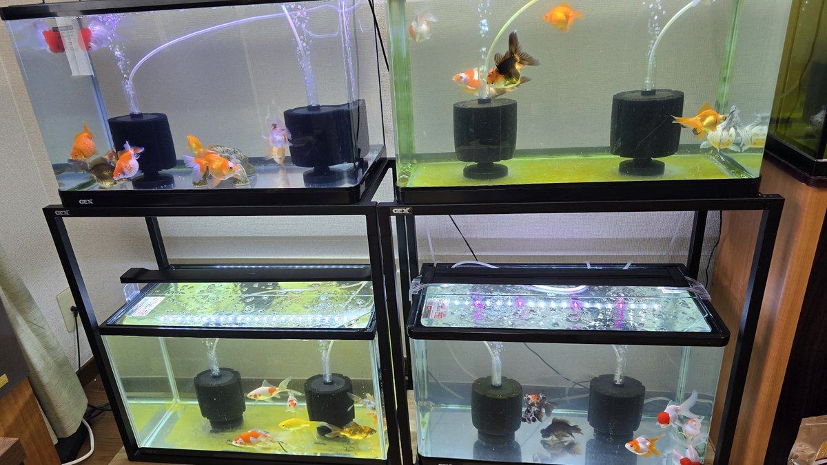LIMITED_BETA's tweet photo. おはようございます
3本水換え完了☺
ラストスパート👍
#金魚 https://t.co/uHieQUT184