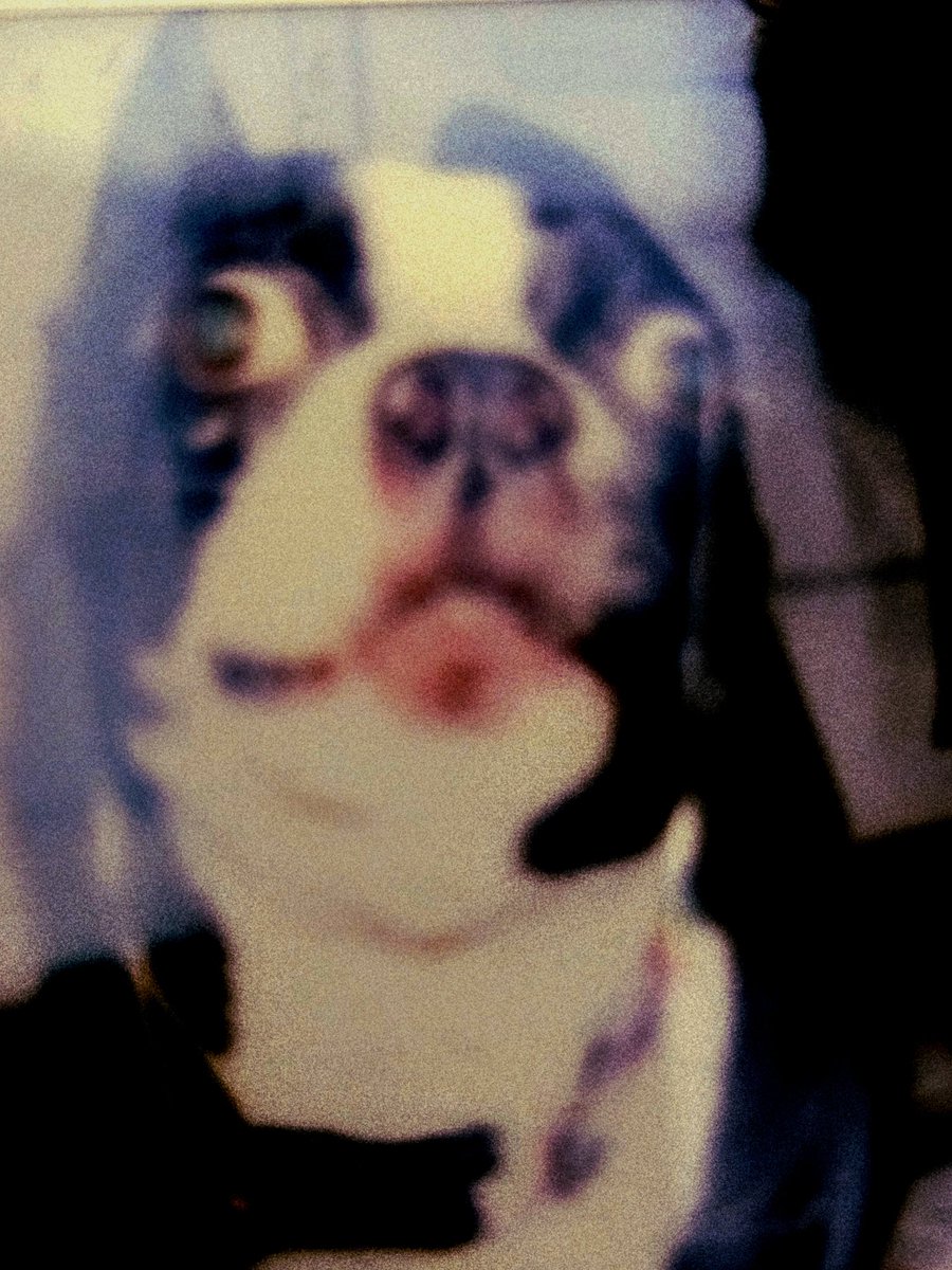 a_Dave_u_know's tweet photo. Smiledog26.jpg https://t.co/18YIhoyocw