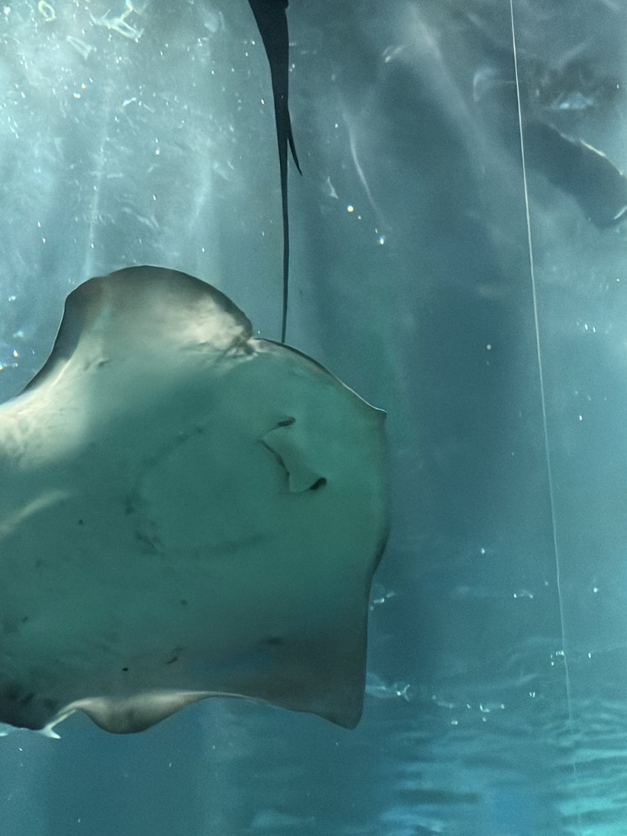Aya_Ray_'s tweet photo. マリンワールド海の中道行ってきたよー！
#水族館 #エイ #マリンワールド海の中道 https://t.co/aUkJIzE5TH