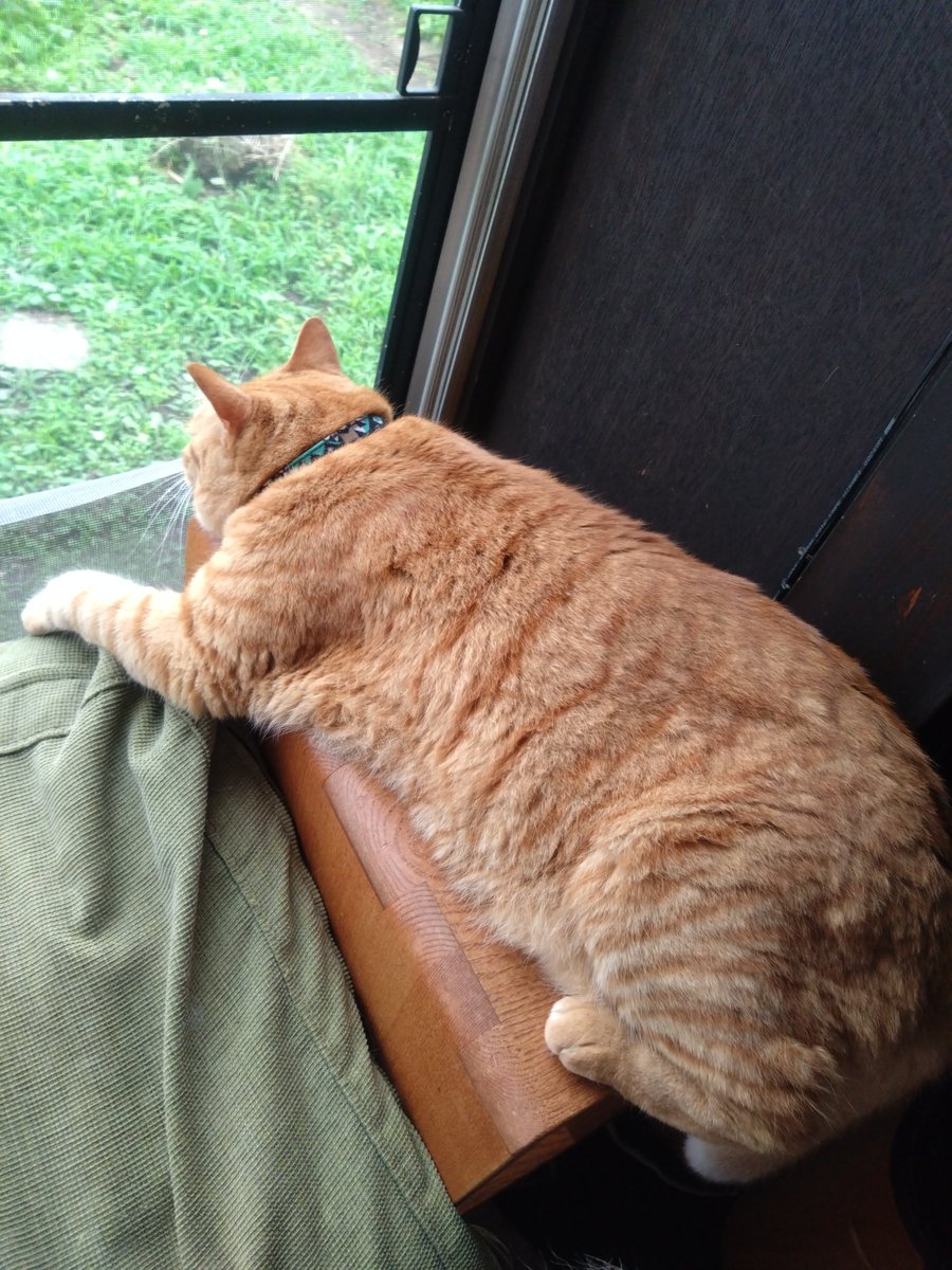 sanaem4's tweet photo. 月イチ体重測定の日
老猫たちは暑さに負けず体重維持！
絶好調なテンコタブラザーズは食欲旺盛で体重増。 https://t.co/INHxuaFJSY