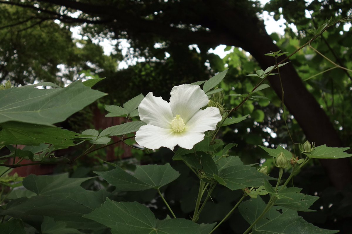 cantillans's tweet photo. おはようございます。緑道の芙蓉が開花いたしました。皆様どうぞ佳き一日をお過ごし下さい。 https://t.co/LyjVwWDMk7