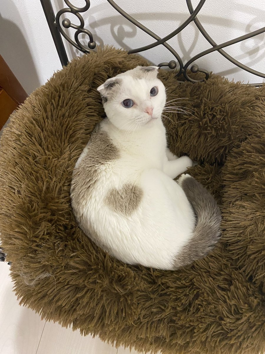 CatApartment's tweet photo. ルチが歩いてる…！

豆もちくんがお空に行く時に、ルッちゃんの足の痛みも一緒に持って行ってくれたよ🥲
でなきゃ2週間全く歩けなかったのが、急にこんなに歩けるようになったことの説明はつかないよ…奇跡だよ…

信じられなくて泣いちゃったよ
最期までかっこよかったなあ
ありがとうもっちゃん https://t.co/ZtNRuytDMn