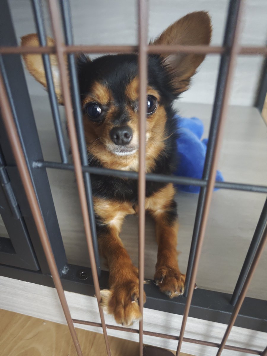 D8xLpb3's tweet photo. 甘えんBOY
＃ヨープー
＃ミックス犬
＃きょうだい犬
＃チワワにしか見えないヨープー https://t.co/IPz1Vhvkao