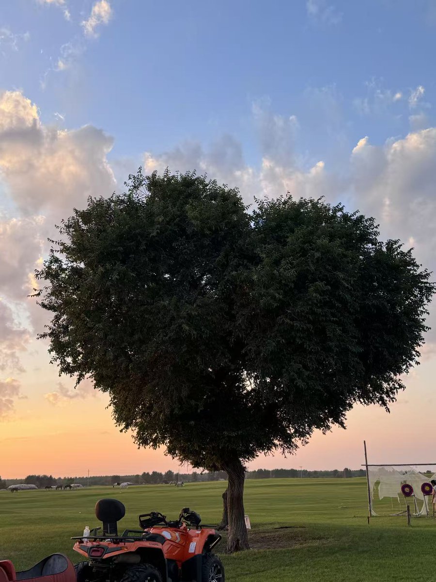 PengyunCao9051's tweet photo. The end of the wilderness motorcycle ride leads to a heart-shaped tree – it’s so romantic!   #Daqing Amuta  💜💜 https://t.co/nx2BebNjDU