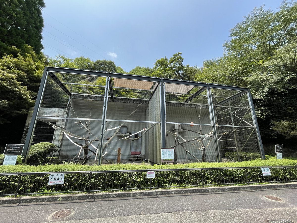 asa_zoo's tweet photo. 暑さ対策で放飼場天井にはシェード、床には氷柱を置いてみました。
涼むより中身のリンゴを監視するミレ(雌:奥)とニオ(雄:手前)。
日陰と氷で少しでも過ごしやすくなるといいな。
#zoo #アカゲザル https://t.co/vxEH4Siybx
