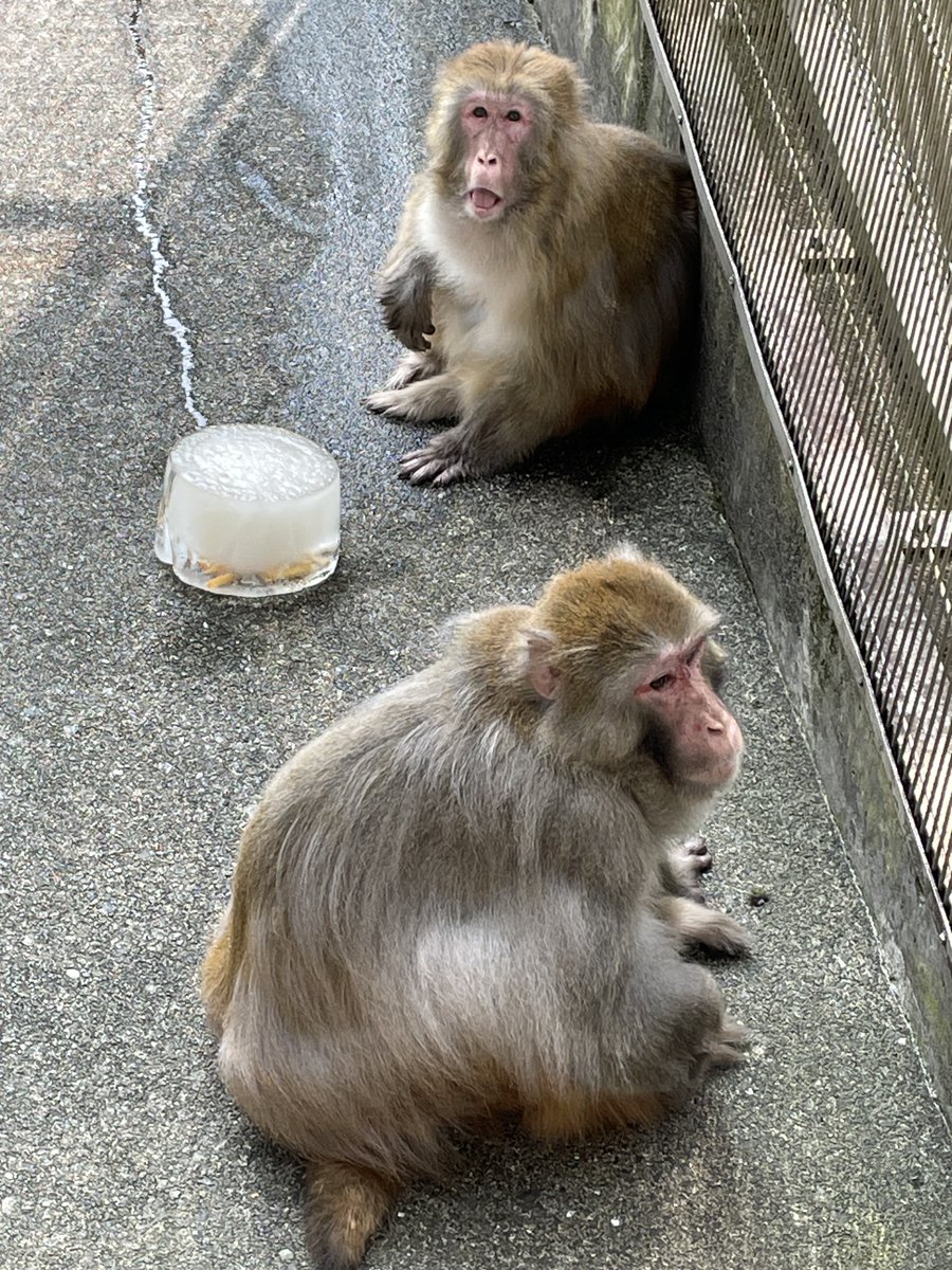 asa_zoo's tweet photo. 暑さ対策で放飼場天井にはシェード、床には氷柱を置いてみました。
涼むより中身のリンゴを監視するミレ(雌:奥)とニオ(雄:手前)。
日陰と氷で少しでも過ごしやすくなるといいな。
#zoo #アカゲザル https://t.co/vxEH4Siybx