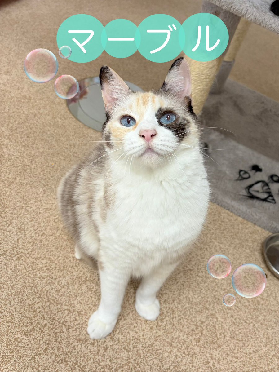 AC_kanagawa's tweet photo. マーブルは不思議な三毛色と綺麗なブルーの瞳がチャームポイント💕
12歳のシニア猫ですが猫じゃらしに全力で遊んでくれます！
人に撫でられるのは大好きですが、猫同士の馴れ合いはしないタイプです。
（現在自由見学通路からは見えにくい部屋にいます。）
#神奈川県動物愛護センター #保護猫 #新しい飼い主さん募集中 #三毛猫