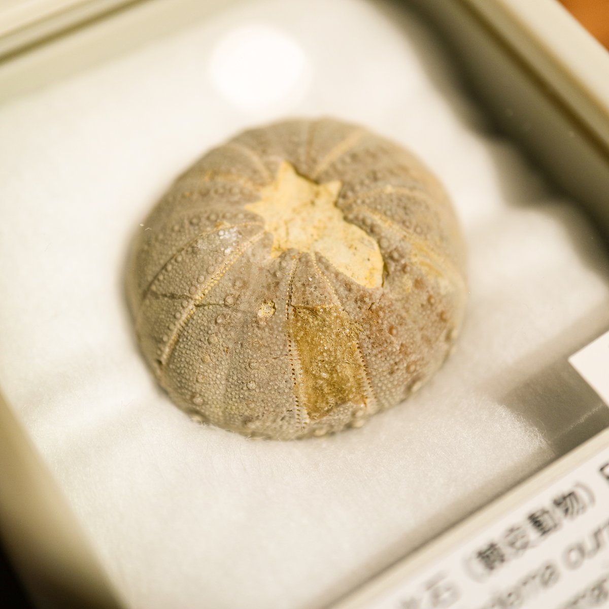 ミセ】 本日は、ウサギノネドコ京都店で開催している「時空旅行標本店
