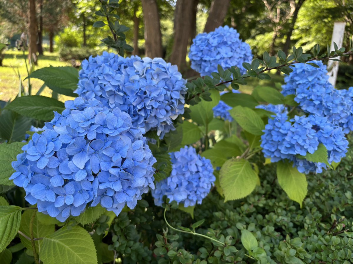 tanmao31's tweet photo. 紫陽花 https://t.co/c5OyODNBdu
