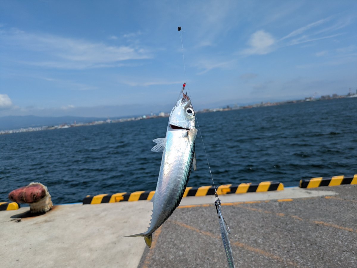 naoki5523's tweet photo. 🎣サバばっかり😅
今のところ🐟４匹😉
風が強いのか誰もおらへん😁
貸し切り状態🤗

#サバ
#函館湾 https://t.co/XTIHJ3woYQ