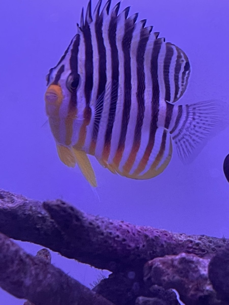 yasullar's tweet photo. 今週の入荷情報です。
熱帯魚は、バリリウス-アルデンスが、入荷しました。
久しぶりに、S y.アンジェリカス、AP.トリファー、ゼブラアーチャーF、タイヤトラックススパイニールが、来てます。
海水魚は、ウズマキ、サザナミ、シマヤッコ、ヘラルドなと、ヤッコを、中心に、エビ、カニが、入荷してます https://t.co/Ppv9DOvDgE