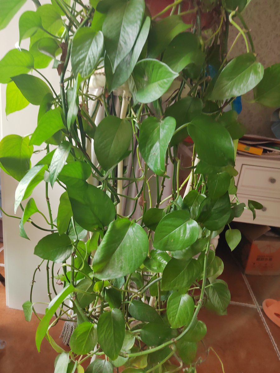 JacqulynTa5i5's tweet photo. Looking after your pothos Keep its leaves dust-free and let it soak in bright indirect light—happy, trailing vines await! ， https://t.co/CHG9eoNzc2