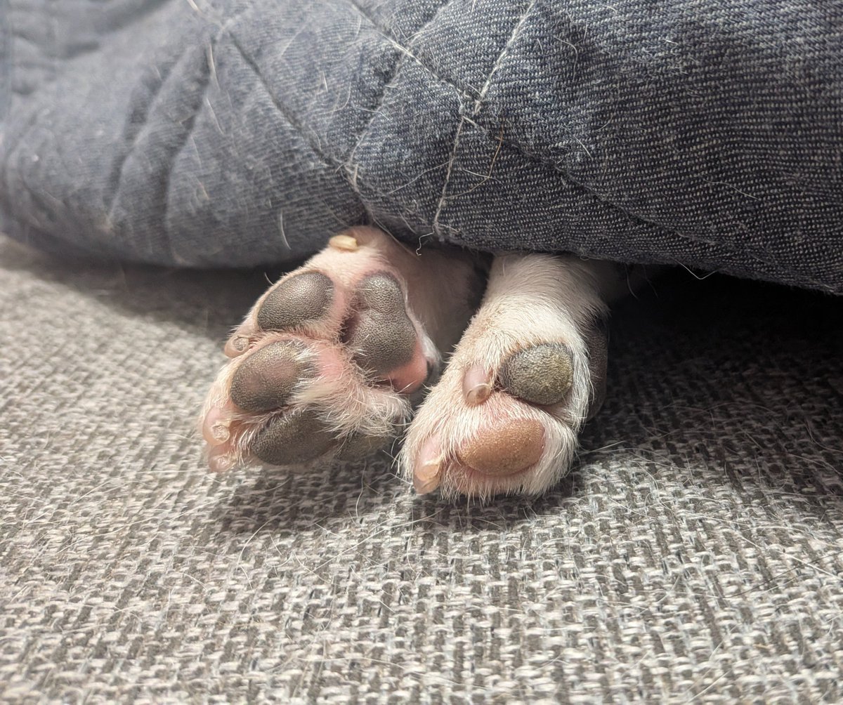 pepenoa220's tweet photo. クーラーの効いた部屋で
布団にくるまるのって最高だよな

#ジャックラッセルテリア
#犬のいる暮らし https://t.co/LFqNx8kMIh