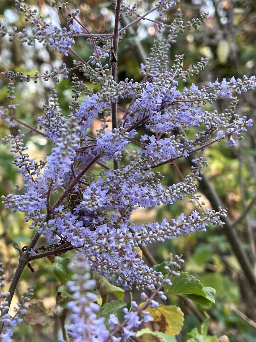 gilliangodsell's tweet photo. Good morning wide world. Good morning Johannesburg. Good morning  ginger bush, also called misty plume bush: iboza, watersalie. This plant at least is supposed to flower in winter, and is good for winter ailments. Particularly beautiful this year because there has been no frost. https://t.co/TDkvn8GfvO
