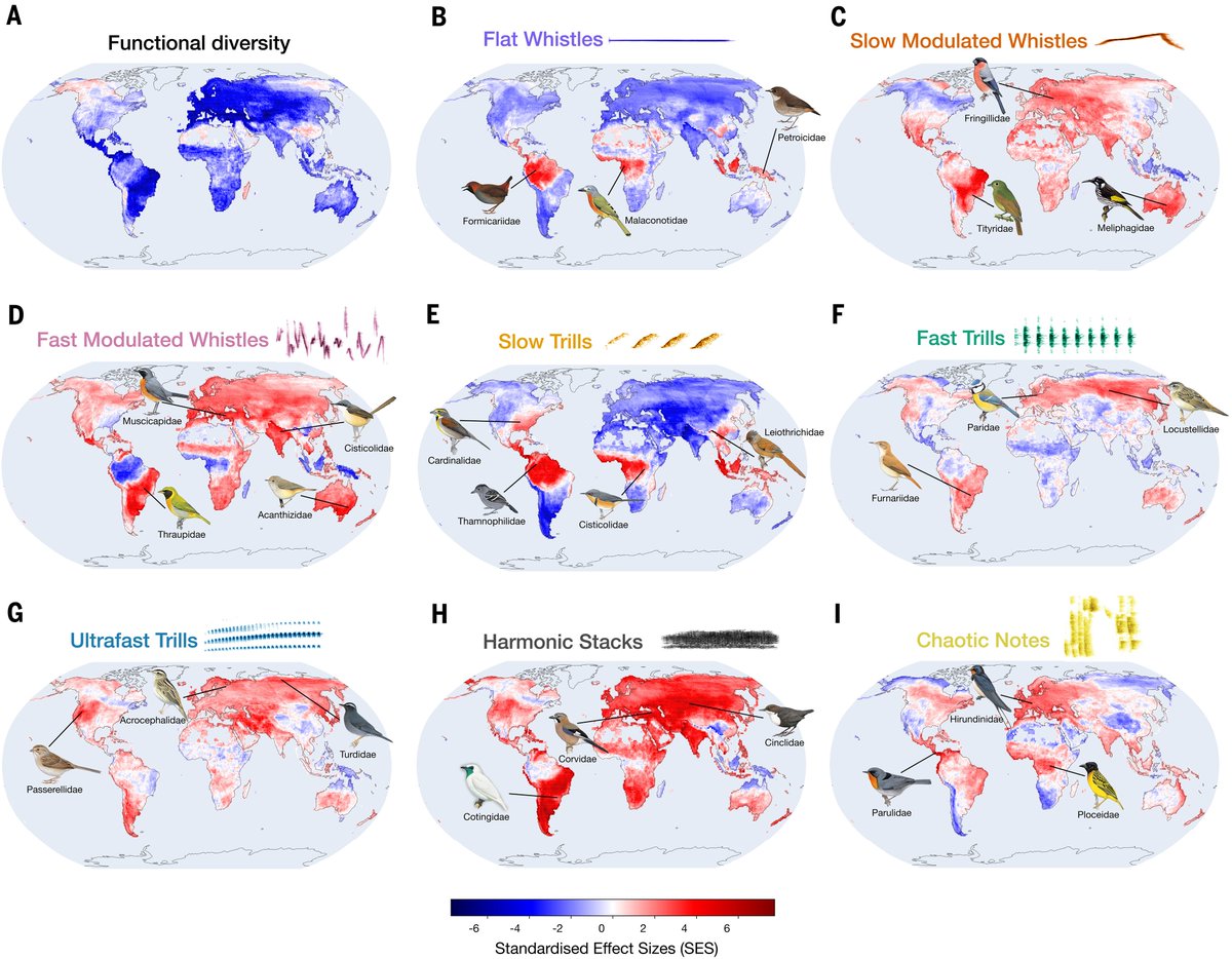 abenitezburraco's tweet photo. The diversity of bird songs results from the differential use of just 8 motifs driven by a combination of biological traits (social organization, morphology, and mating system) and environmental conditions
https://t.co/owfH0EarNp
👆Notable parallels with human languages! https://t.co/CSF1TF90N3