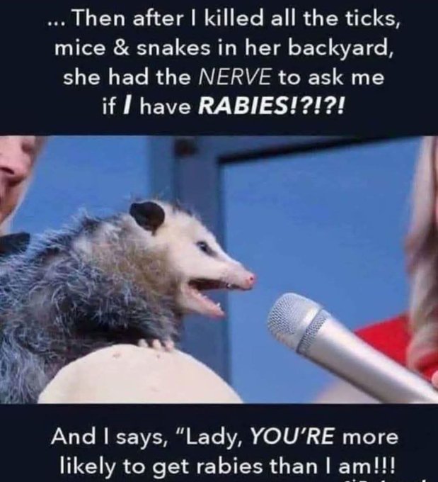 AFrenlyfren's tweet photo. You might want to build a possum den to keep the ticks away https://t.co/GNhyOpqKHr