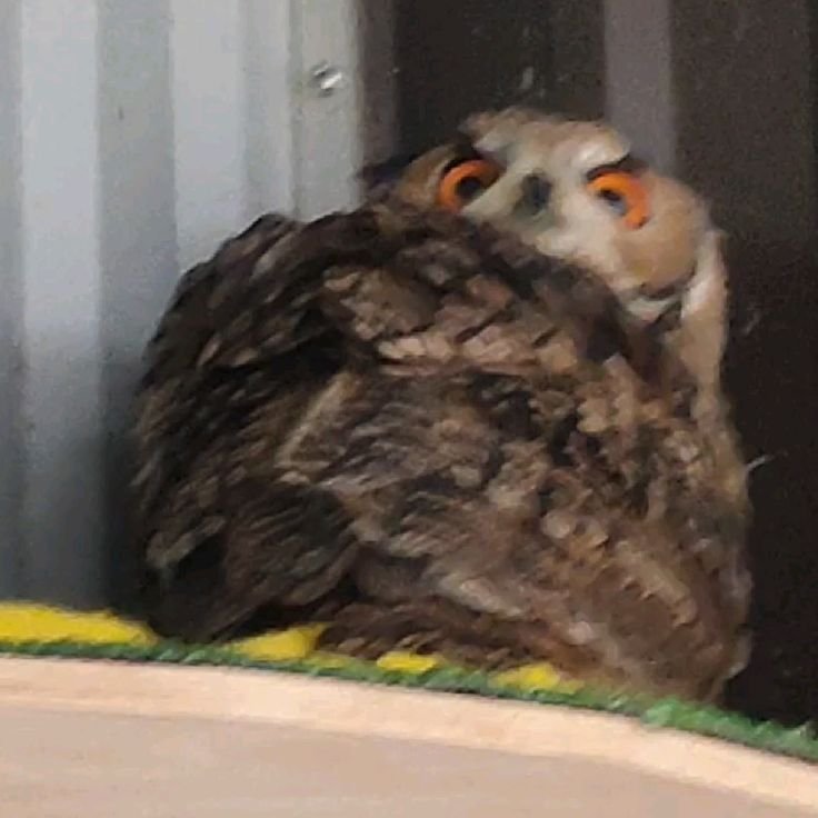 owltwting's tweet photo. who tf said hoo https://t.co/kxbDIJFY7s