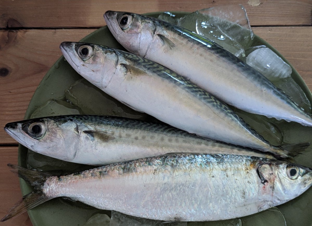 juicy_meat's tweet photo. 少しもらった🐟️ https://t.co/2xq8vZQUAl
