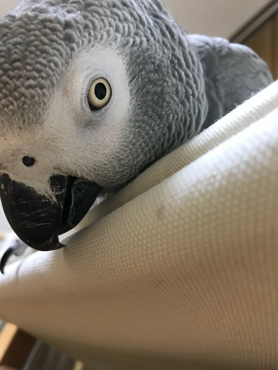 YOUforest1's tweet photo. ほんとかわいいよなーヨウムは https://t.co/9z6mroTKwz
