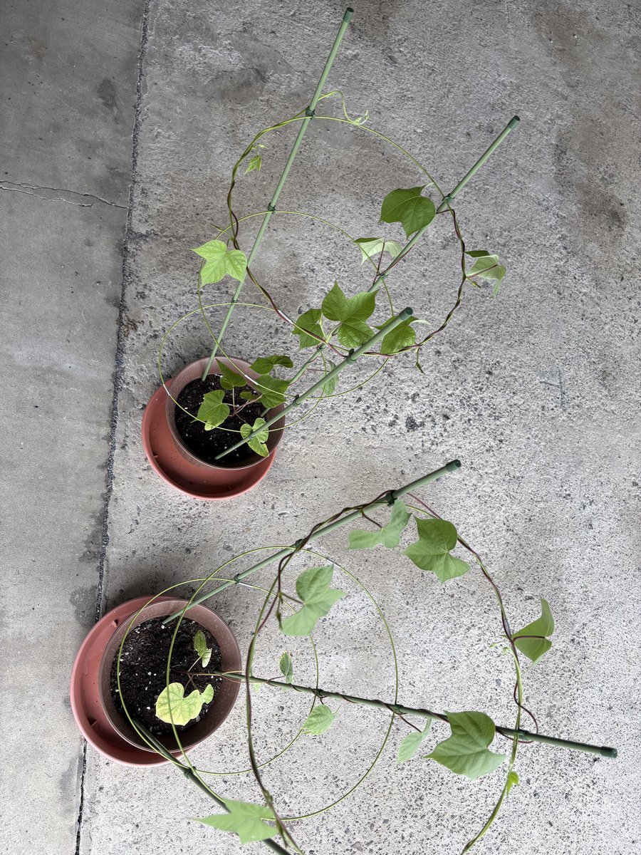 ui_4240's tweet photo. 朝顔半端なく伸びる
サボテンとまったく違うから植物も個性があって楽しい
早く花咲かないかな https://t.co/UjI2kd3UQP