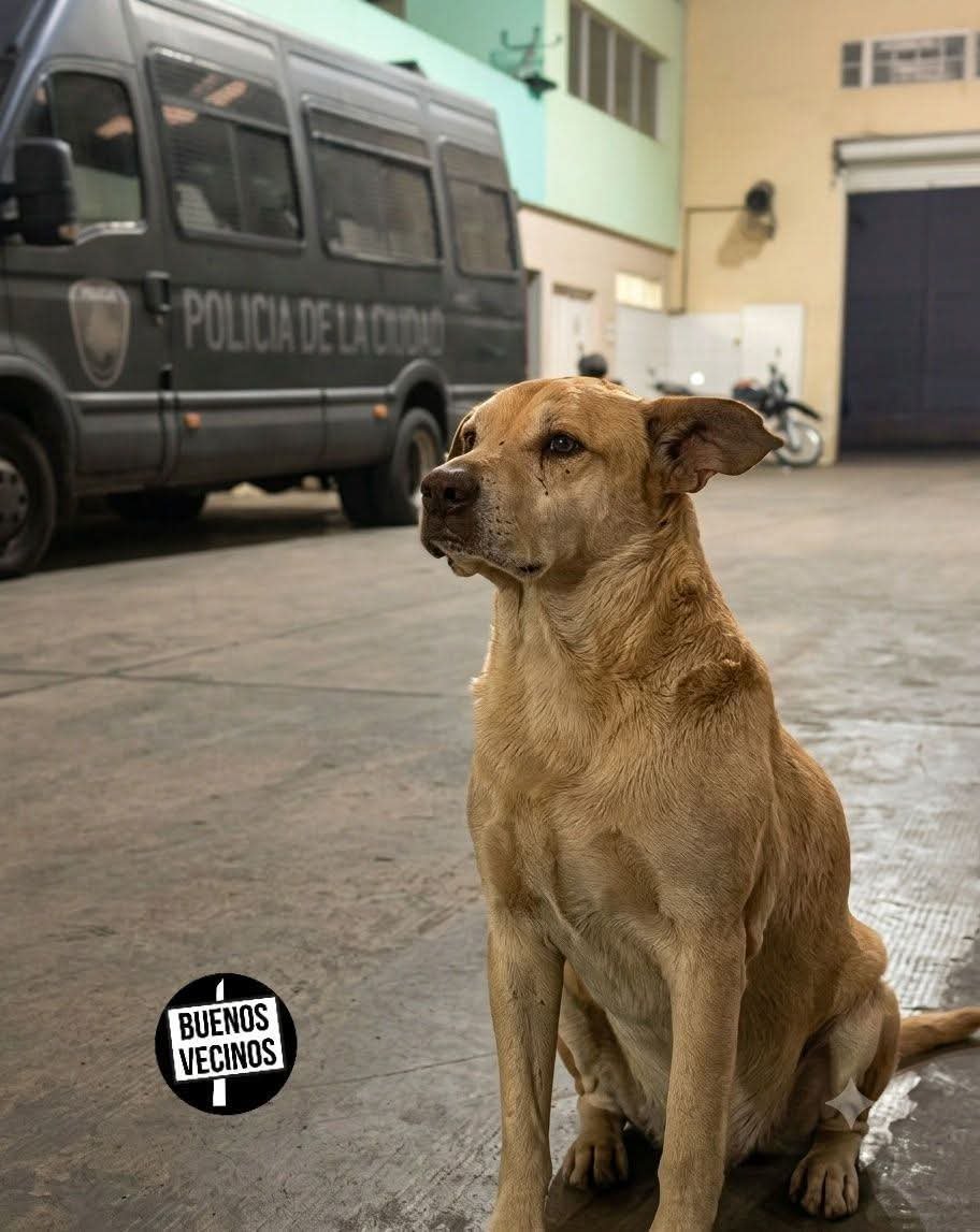 gloriallopiz's tweet photo. 👮‍♂️💔👮‍♀️🐕Luto en la Policía de la Ciudad: murió Benelli, un compañero de cuatro patas que jamás abandonó el servicio
Hoy despedimos a un verdadero héroe de cuatro patas. 👇 https://t.co/ER4HH35FKj