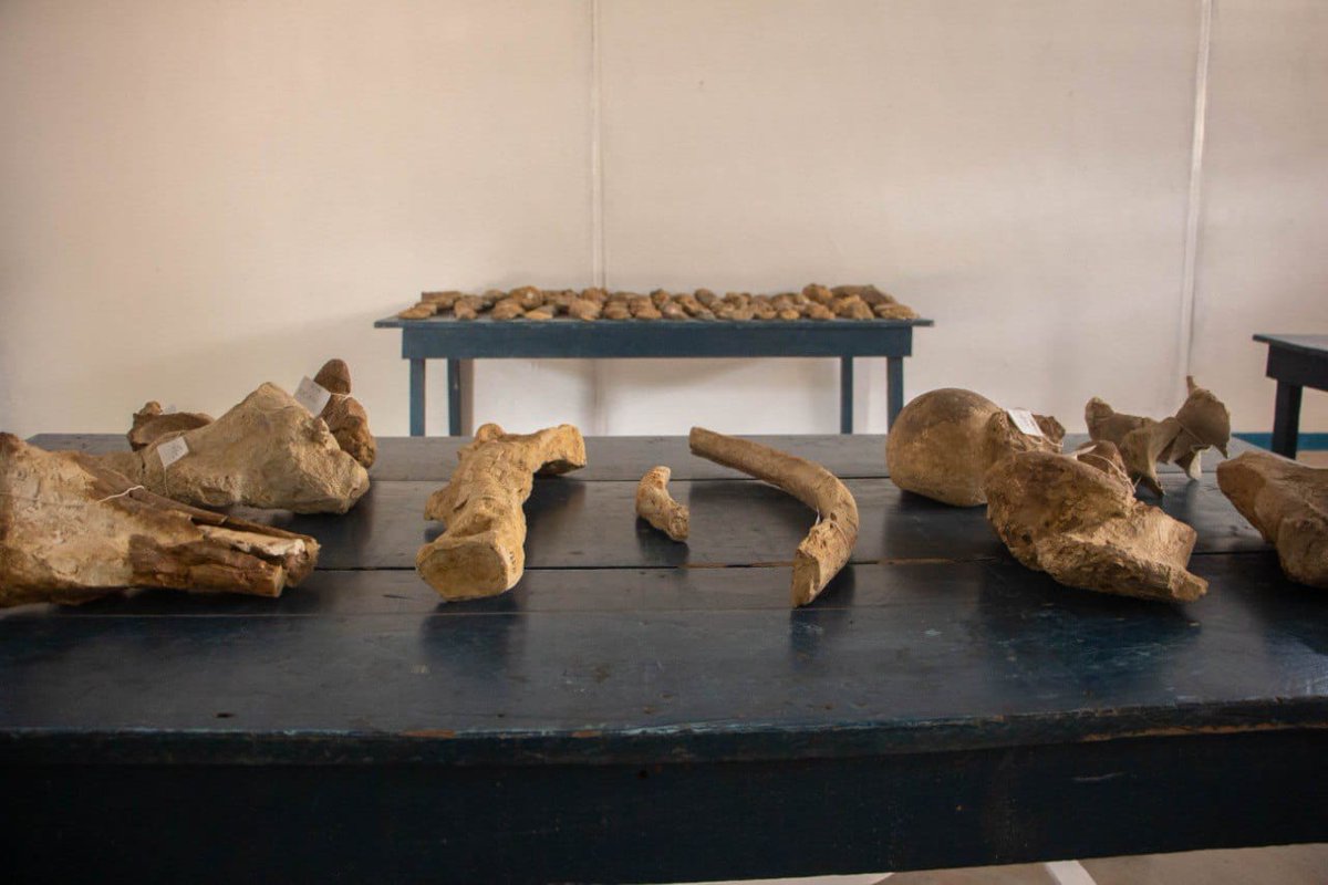 NoticiasFalcon's tweet photo. Espacios museísticos de Taima Taima abren sus puertas en el municipio Colina.
Tras dos meses de trabajos intensos, la primera etapa del plan de rehabilitación integral  de los espacios museísticos de Taima Taima, en la comunidad de Taratara del municipio Colina, abren sus puertas https://t.co/jAUeVhqPAZ