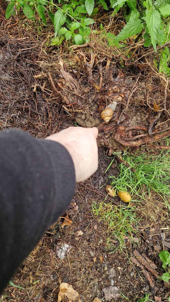 biger_nut's tweet photo. @colligocritters Does this count? Big fucking fuckoff snail https://t.co/pnlGfFo7Q0