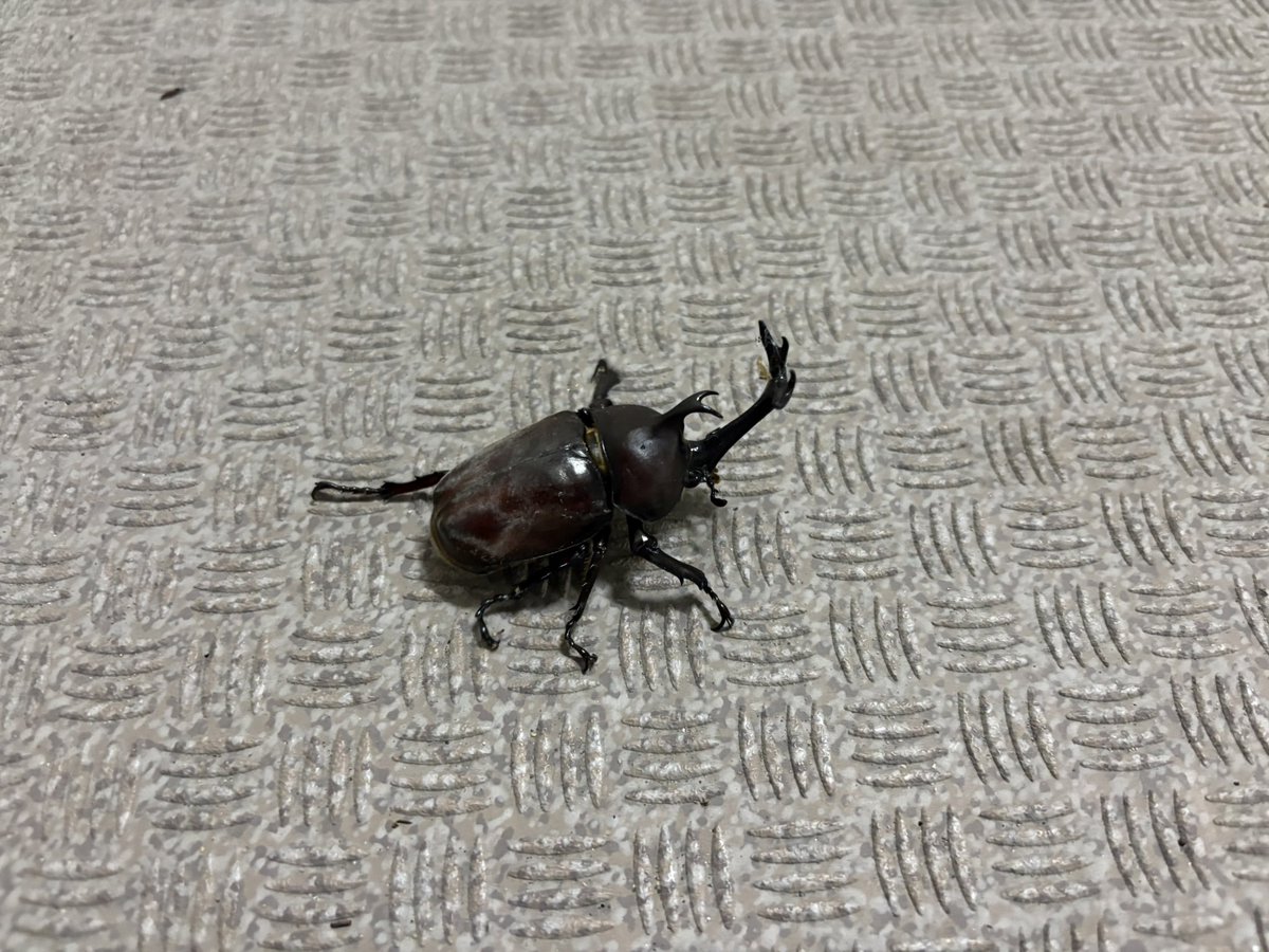 daigakusei_dd's tweet photo. 今年の夏はマンションの廊下でクワガタとカブトムシが見れて満足
カナブンが夜に電気周りで暴れてるのだけは困るけど https://t.co/tfClRwTISu