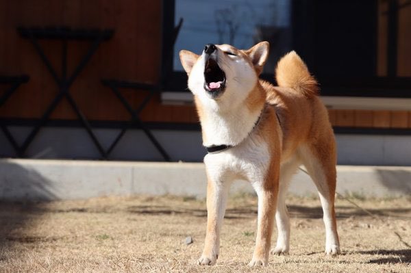 yuriyaaaa_R's tweet photo. 柴犬すぎる飯塚亮賀でわろてまった https://t.co/YSTNg458pC