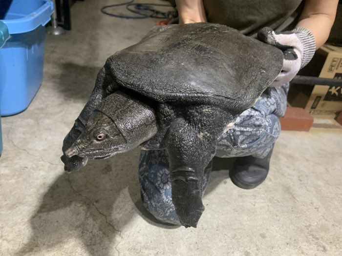 WorldfishBigin's tweet photo. 極めればスッポン😁

超怪物級
ヒラタスッポン
甲長30㎝😳😳😳

こんなにデカイ個体は
初めて見ました‼️

状態完璧
ドライフードガンガン食います
完品の極美個体です https://t.co/Od2uP37Soo