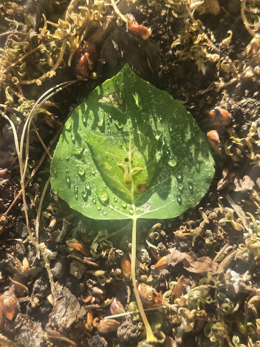 JahSpittle's tweet photo. leaf https://t.co/kjvodoLf7T