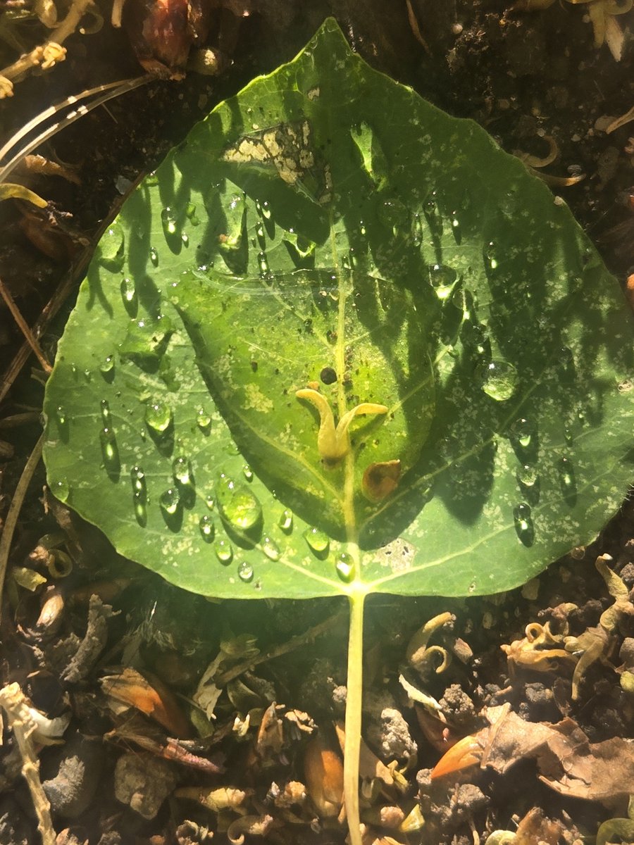 JahSpittle's tweet photo. leaf https://t.co/kjvodoLf7T