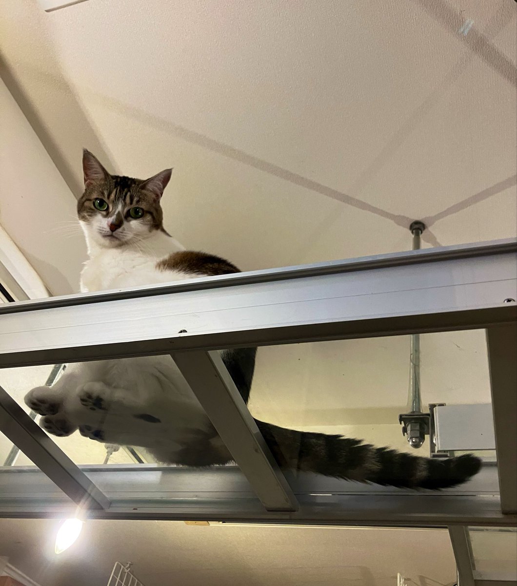 ねこちゃや 猫カフェ猫茶家☆日曜のみ営業 (@nekochaya) / Posts / X
