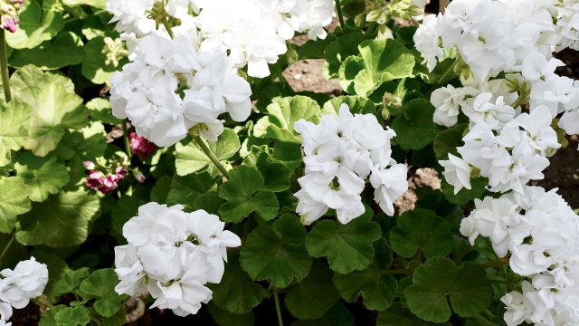 kats_syt's tweet photo. #8月11日の花言葉 は #憂鬱
#誕生花 は #ゼラニウム
この花独特の青臭い匂いから
#カツオドリ の #鳥言葉 は #清冽
ダイナミックで凛とした生態に由来する

簡易診断はこちら https://t.co/H5VeJXmoWC
スタンプ→https://t.co/p4BlnyX1ZM
動くスタンプ→https://t.co/YzEk1TbSYv https://t.co/J7nwUAB5yE