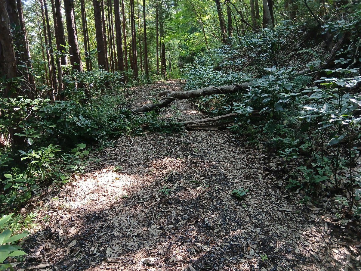 Ichi01I's tweet photo. 両山寺から二上山の反対側の青点まで2往復のログデータ録ってきた🎶
景色も良くて気持ち良かった✨

車で天邪鬼の重ね岩まで行く道で倒木あり‼️
もし行かれる場合は塩場を過ぎた広場に車止めてください

しかし、地図で見るとS字の道かなりあるな(笑) https://t.co/lbyaxhgIa4