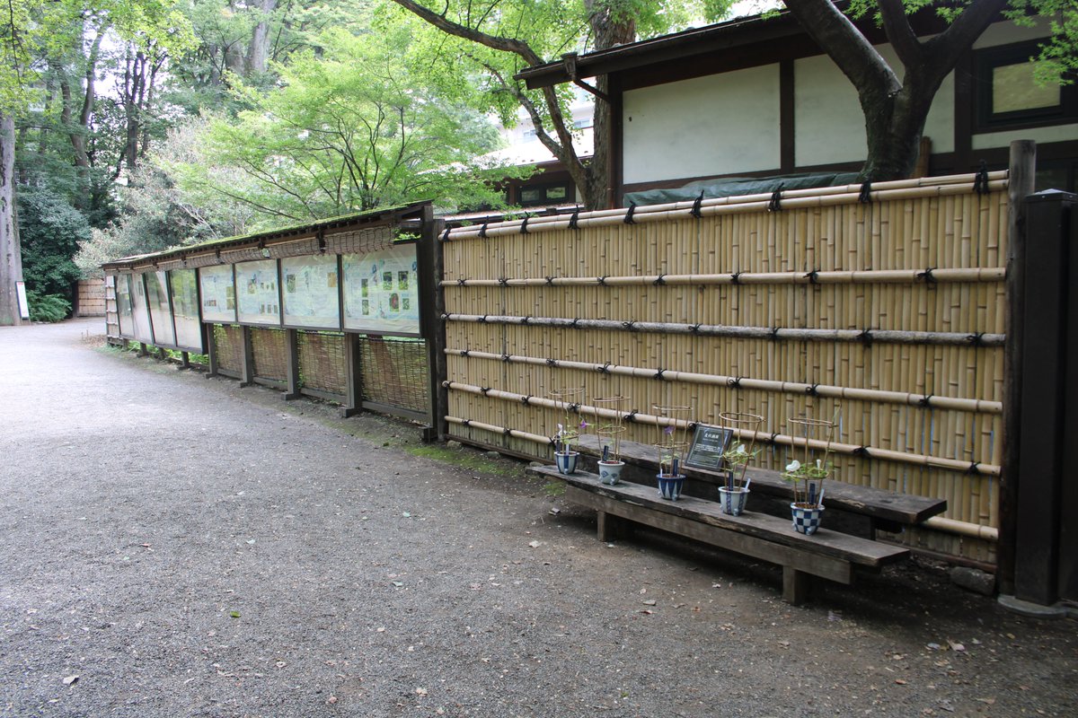 RikugienGarden's tweet photo. 白い花びらと黄色みがかった葉が可愛らしい ＃変化朝顔 が咲きました。花びらには紫の線がさりげなくワンポイントで入っていておしゃれを楽しんでいる様です。毎朝、花の変わりようを感じるたびに変化朝顔の世界に引き込まれています。散策にお越しの際は、熱中症対策をお忘れなく。＃六義園 ＃文京区 https://t.co/sy2rFGJnCn