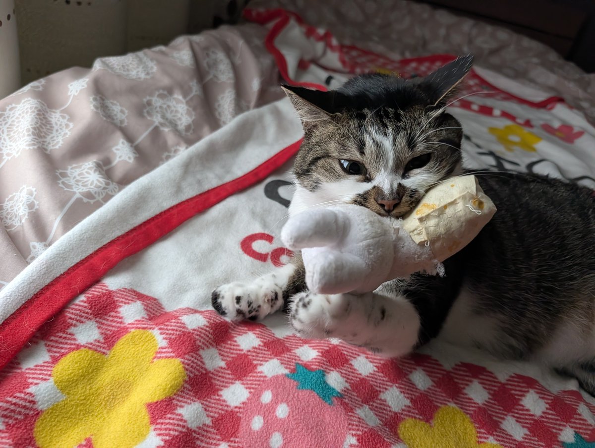 みけねこざっきー tweet media
