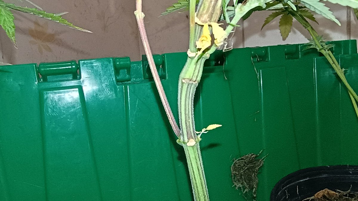 GreenJgood's tweet photo. Veterans grow for a buddy,  from ronin auto genetics from @DCSeedExchange  got squashed while preparing their bed, so let them be in a 1 gallon, figured they were done, I was wrong, some of the prettiest little ones that bounced back great which I didn't expect. https://t.co/rjtqKotj73