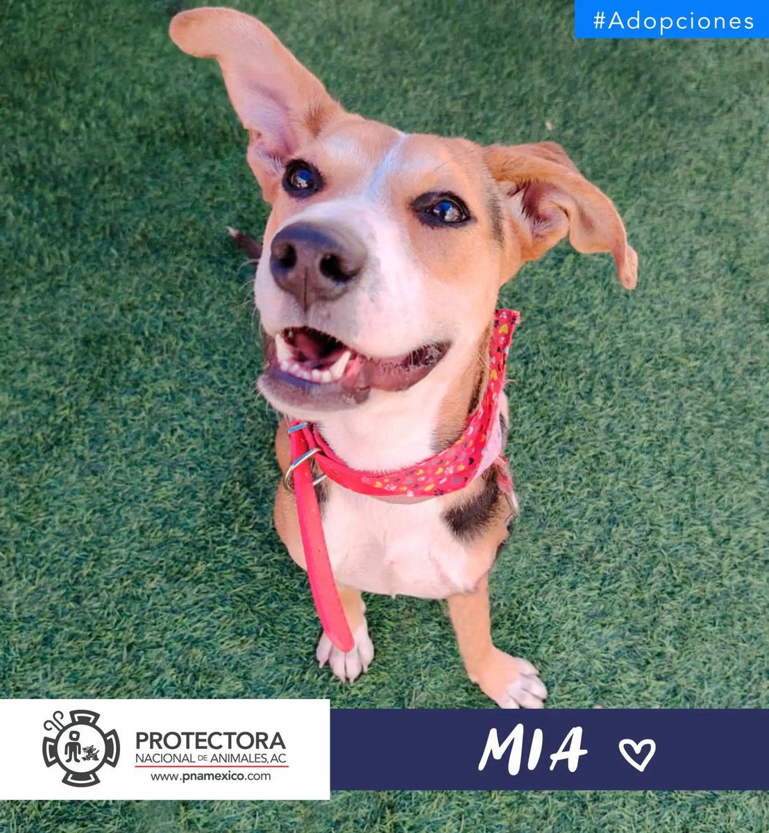 pnamexico's tweet photo. #adopciones CON TODAS LAS GANAS DE AMAR 😍
ella es MIA una chaparrita de 10 meses, con toda la pila, amor y entusiasmo por vivir y tener una familia responsable.
¿Le das una oportunidad?
☎️ 55 6678 3139
#Lomitos #pnamexico #mascotas #adoptanocompres #perros #pets https://t.co/g2kunEsDOS