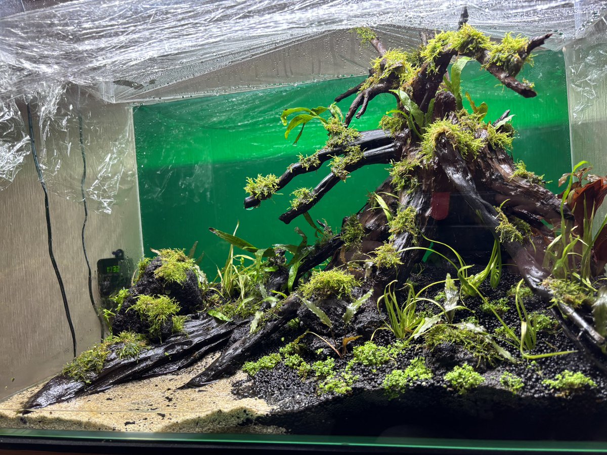 dareyumi's tweet photo. ミスト管理Part２
植栽から10日目
南米ウィローモスは活着してすごく元気！
でも、ロタラとキューバパールは伸び悩み(´・ω・｀)
暇なので、濾過器の隣で30cmの水槽でブラックウォーター作って先にベタ飼っちゃおうかな(。・_・。)ノ https://t.co/7OzNniEJjg